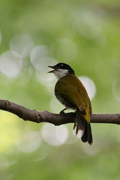 File:SCALY-BREASTED BULBUL cropped.jpg