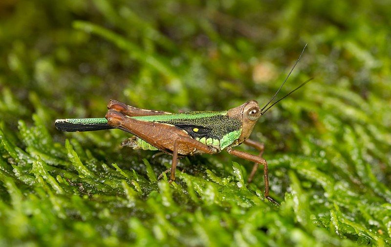 File:Scaria hamata.jpg