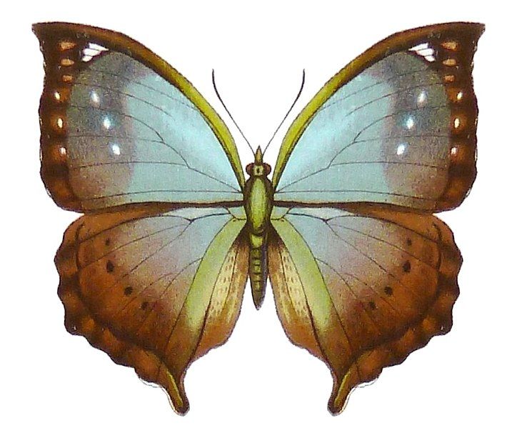 File:SeitzFaunaAfricanaXIIITaf50, Mallika jacksoni.jpg