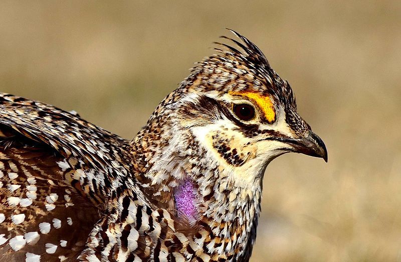 File:Sharp-Tailed Grouse (25759427000).jpg