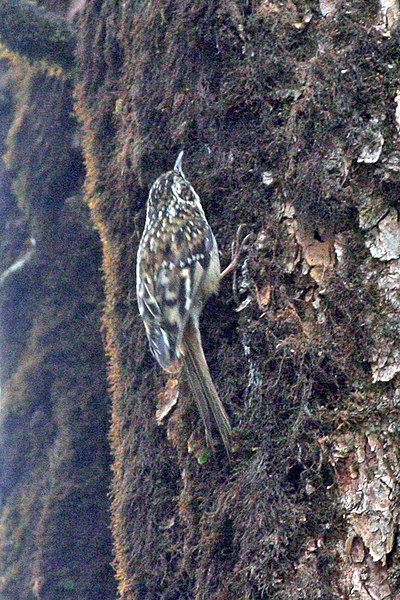 File:Sichuan Treecreeper (8077153532).jpg