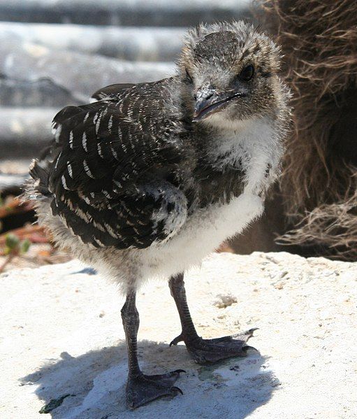 File:Sooty Tern chick.JPG