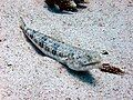 Reef lizardfish