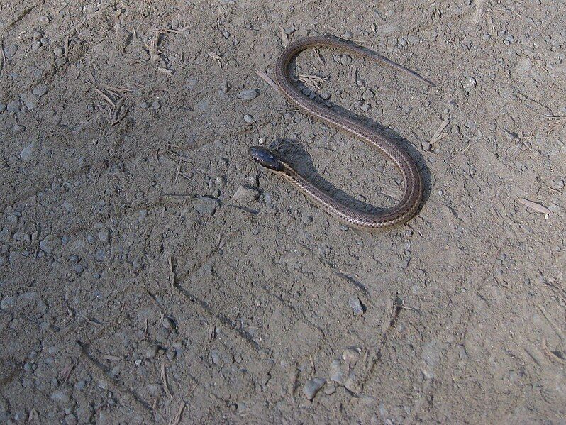 File:Thamnophis ordinoides.jpg