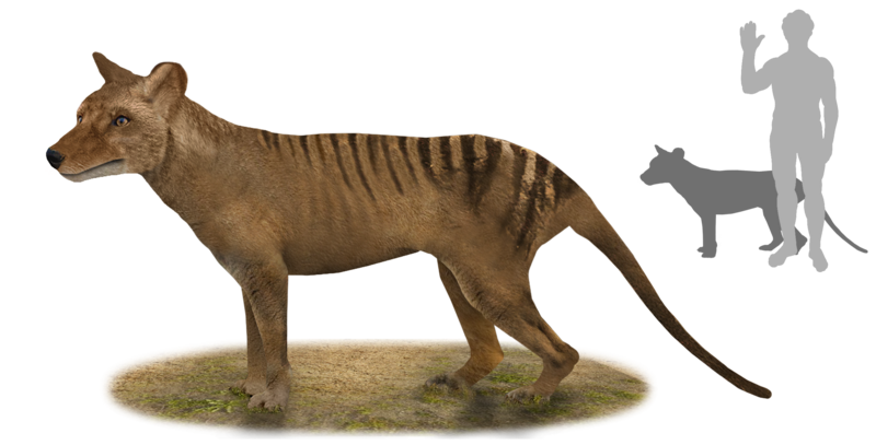 File:Thylacine.png