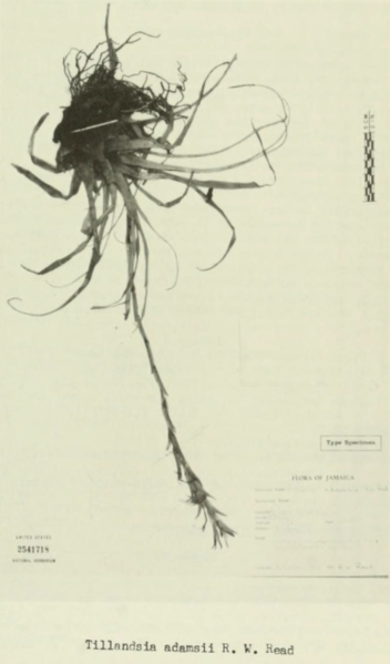 File:Tillandsia adamsii.png