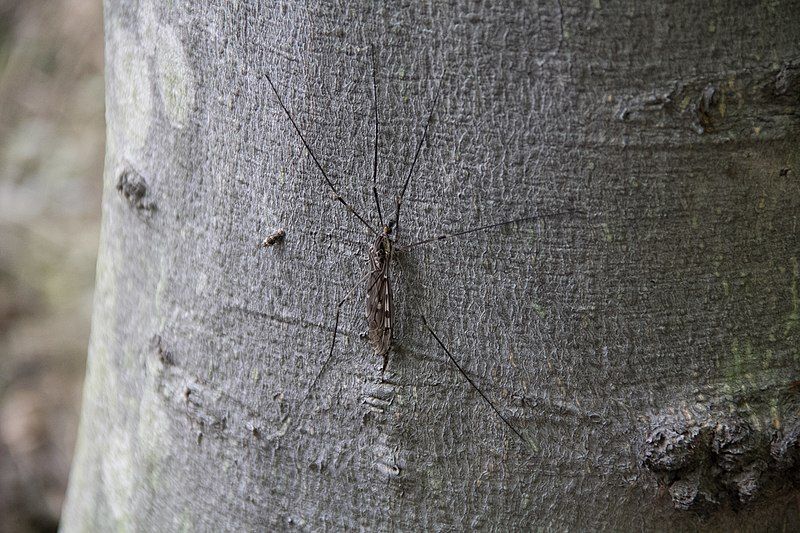 File:Tipula abdominalis 1283115.jpg