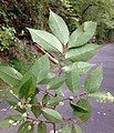 U. serotina in fruit