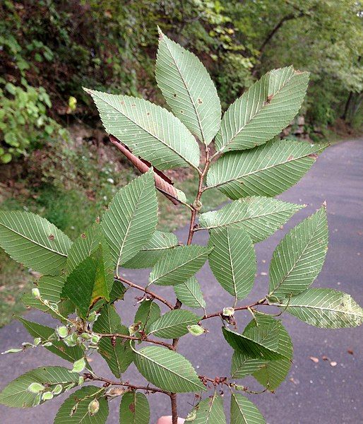 File:Ulmus serotina.jpg