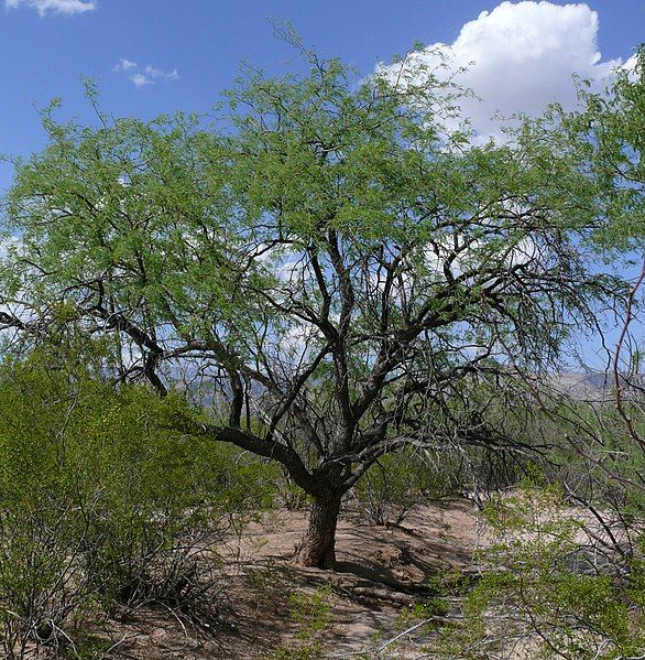 File:Velvet mesquite.jpg