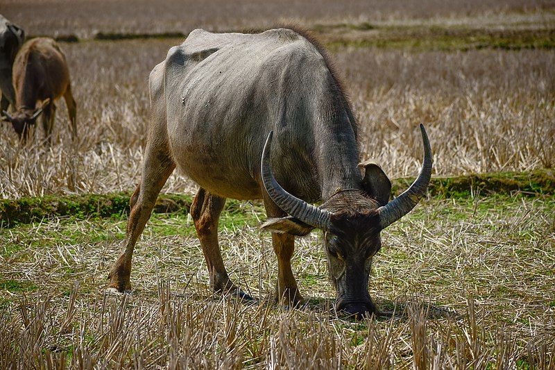 File:Water Buffal,Sylhet 01.jpg