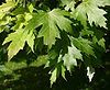 Silver maple leaves