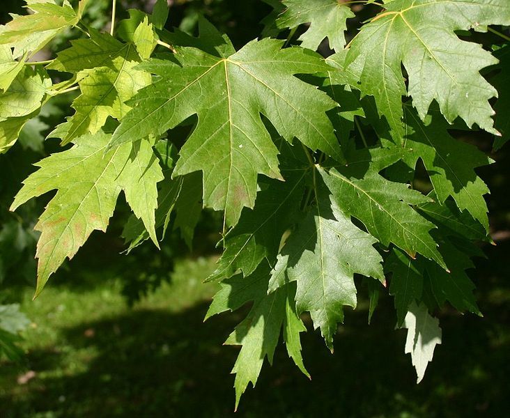 File:Acer-saccharinum-leaves-e.jpg