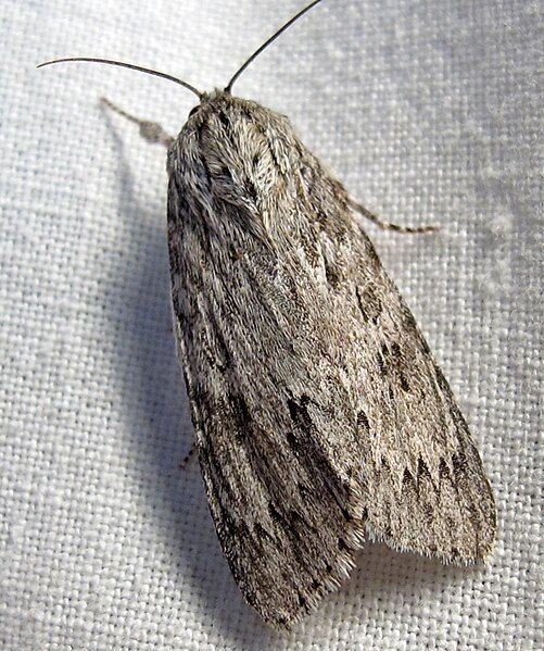 File:Acronicta oblinita 1.jpg