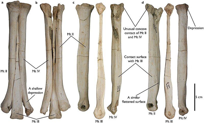 File:Aepyornithomimus tugrikinensis.jpg