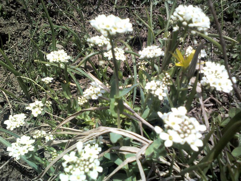 File:Alpine flowers3.jpg