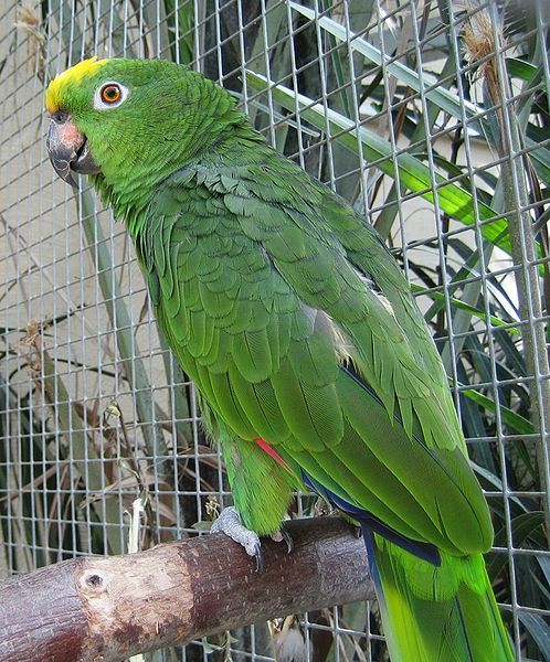 File:Amazona ochrocephala -zoo-8.jpg