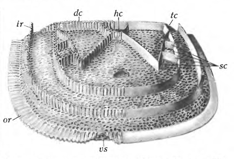 File:Amphissites costatus Roth.png