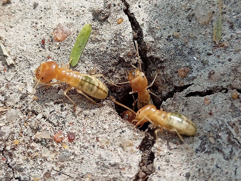 File:Anacanthotermes viarum.jpg