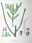 Botanical illustration