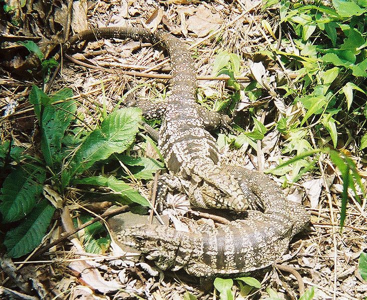 File:Argentine Tegu.jpg