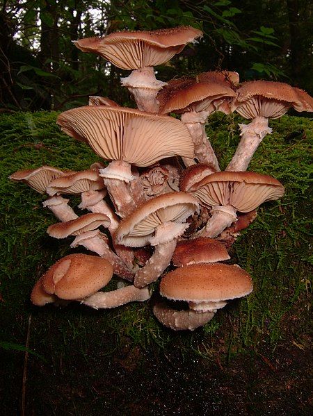 File:Armillaria gemina 56667.jpg