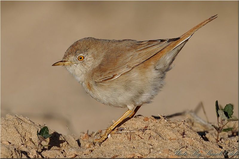 File:Asian Desert Wrabler.jpg