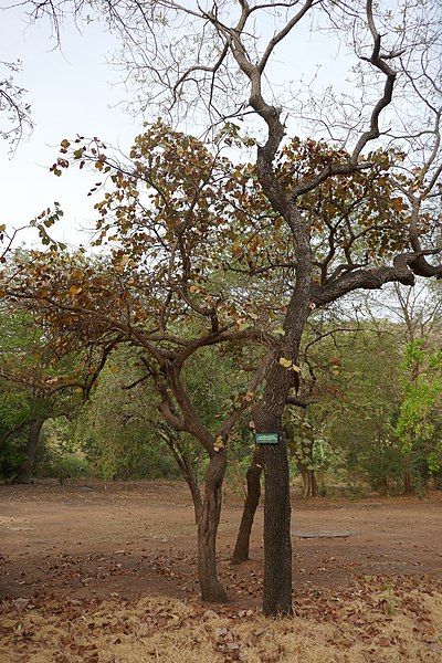 File:Bénin-Terminalia macroptera (1).jpg