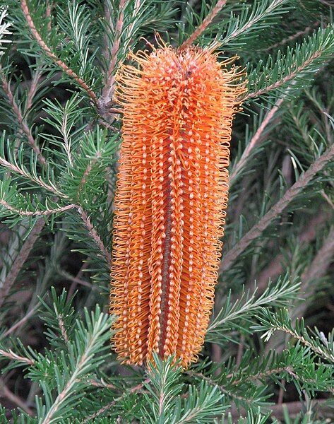 File:Banksia 'Yellow Wing'.jpg