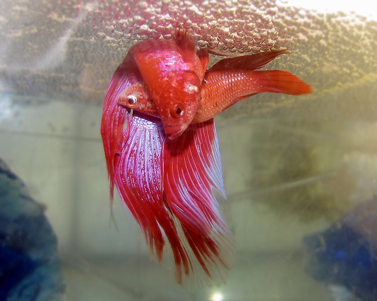 File:Betta spawning.jpg