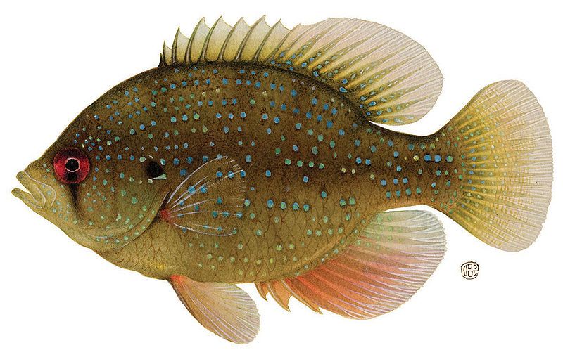 File:Bluespotted Sunfish.jpeg