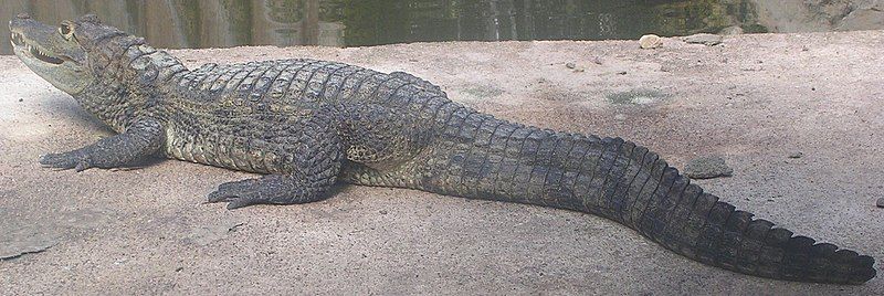 File:Caiman crocodylus crocodylus.jpg