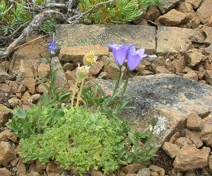 File:Campanula scabrella.jpg