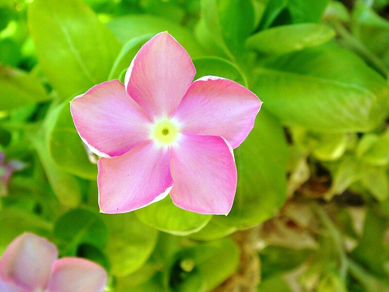 File:Catharanthus-roseus-20070918.JPG