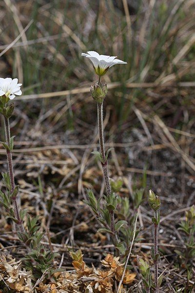 File:Cerastium arvense 5618.JPG