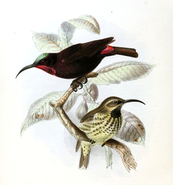 File:Chalcomitra amethystina Keulemans.jpg