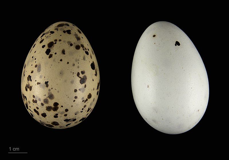 File:Chroicocephalus novaehollandiae MHNT.ZOO.2010.11.125.20.jpg