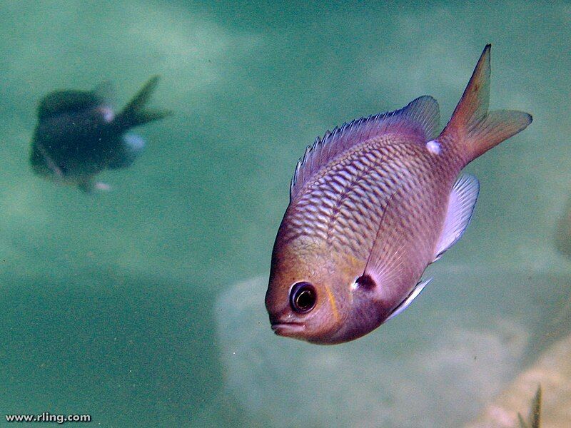 File:Chromis hypsilepis.jpg