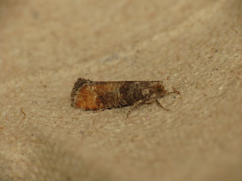 File:Clavigesta purdeyi (9389393879).jpg