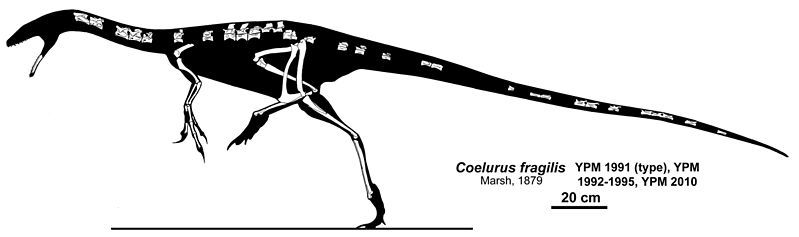 File:Coelurus.jpg