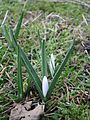 Colchicum hungaricum buds