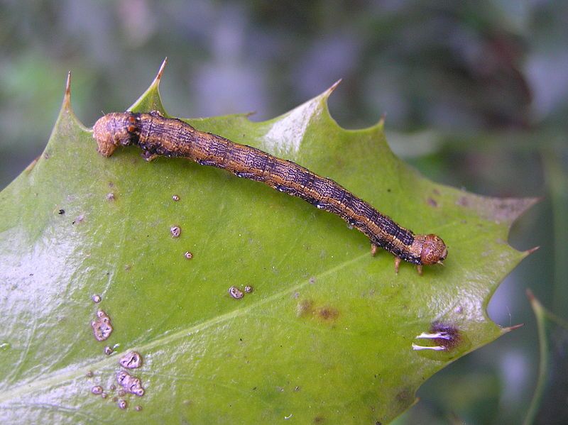 File:Colotois pennaria larve.jpg