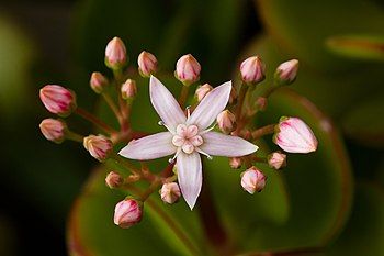 Jade plant