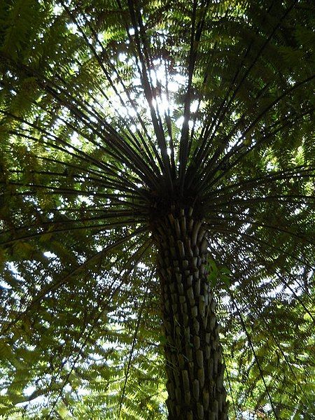 File:Cyathea australis 1.jpg