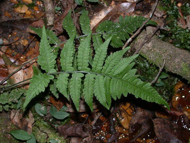 File:Deparia petersenii frond.jpg