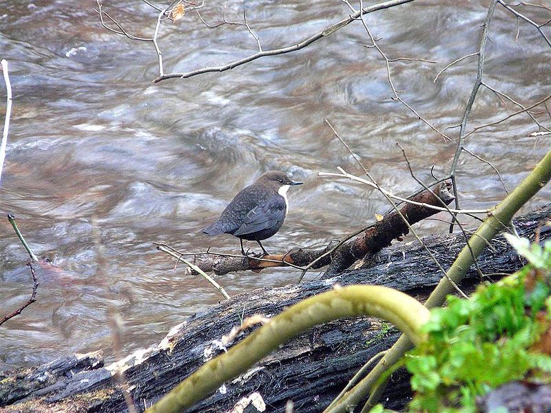 File:Dipper01.jpg