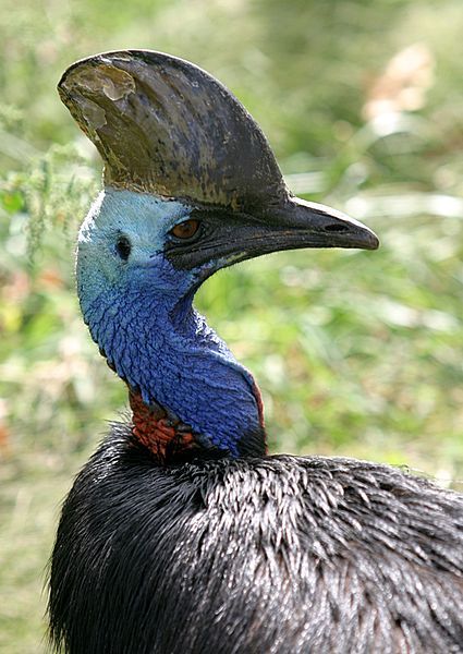 File:Double-wattled Cassowary.jpg