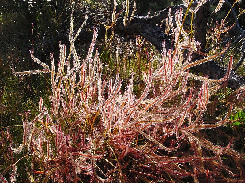 File:Drosera binata.jpg