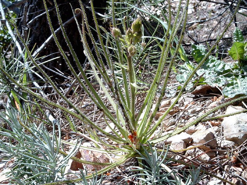 File:Drosophyllum lusitanicum b.jpg