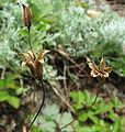 Dry, dead columbine flowers